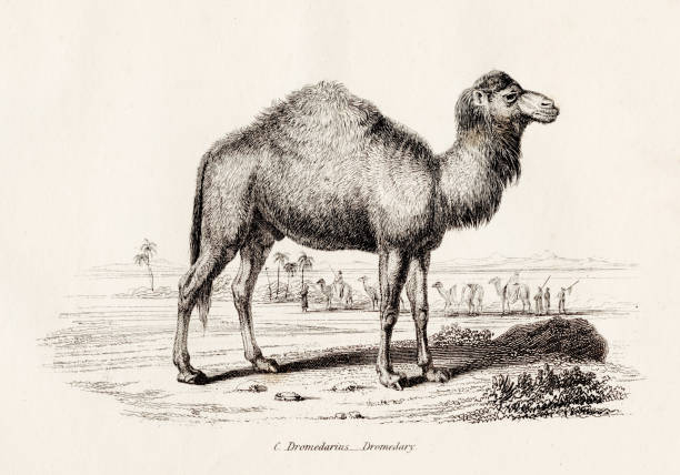 Engraving from the Animal Kingdom 1851