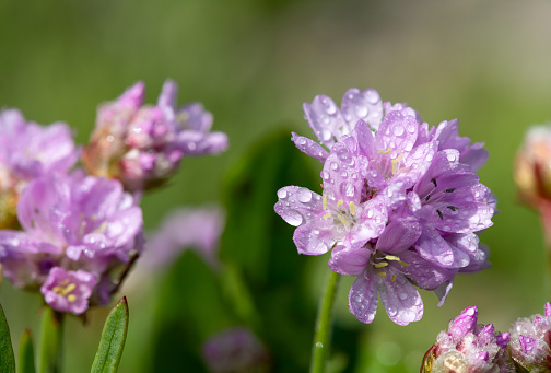 Close up of thrift (armeria maritima) flowers covered in water droplets