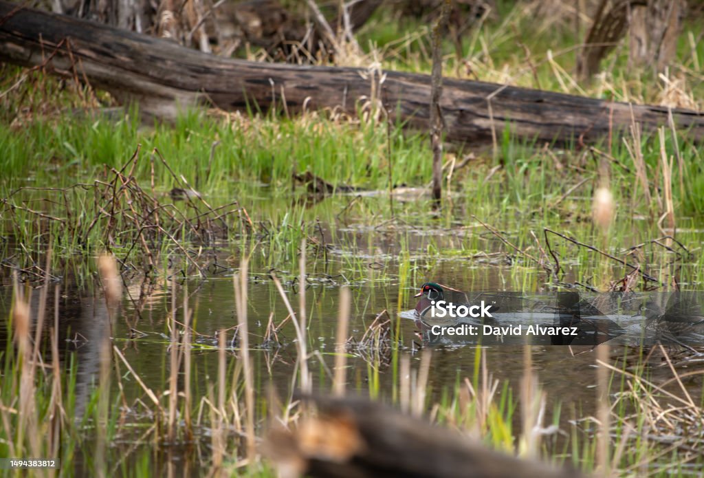 Pato mandarín Pato mandarín en un lago Animal Stock Photo