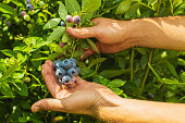 Blueberries in the farmer's hand. Gardening