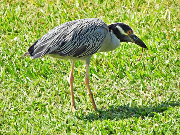 istock Yellow-Crowned Night-Heron (Nyctanassa violacea) - eating a lizard 1494388931