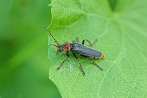 istock one small black red beetle sits on a green leaf 1494389640
