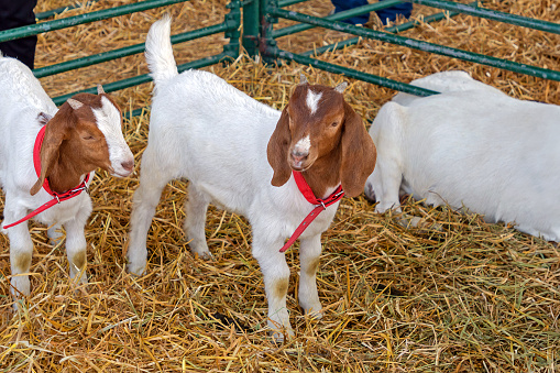 Young kid boer goats with white and brown fur standing on hay inside agricultural farm
