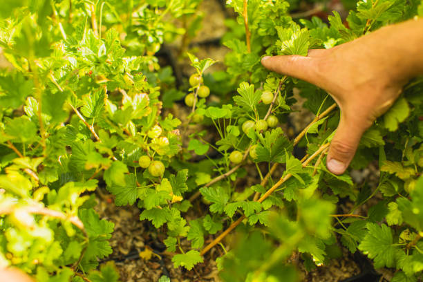 グーズベリーの苗。緑の葉。農場。園芸。夏 - gooseberry fruit growth green ストックフォトと画像