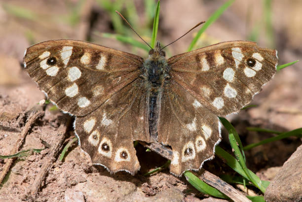 istock Speckled wood (pararge aegeria) butterfly 1494391923