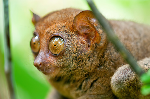 Big Eyes - Tarsier portrait in a forest at Bohol Island - Philippines