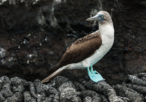 The blue-footed booby (Sula nebouxii) is a marine bird native to subtropical and tropical regions of the eastern Pacific Ocean. Punta Vincente Roca; Isabela Island; Albermarle Island;  Galapagos Islands National Park; Ecuador. Suliformes.