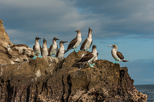 The blue-footed booby (Sula nebouxii) is a marine bird native to subtropical and tropical regions of the eastern Pacific Ocean. Punta Vincente Roca; Isabela Island; Albermarle Island;  Galapagos Islands National Park; Ecuador. Suliformes.