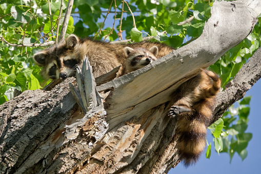 With feet and tails dangling from a cottonwood tree, a mother and young raccoon kit enjoy their hollow tree home along Bear Creek in Lakewood Colorado.