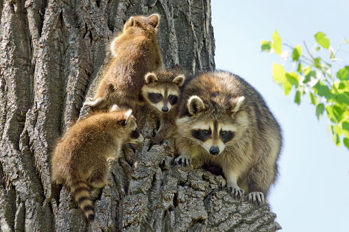 Descending the rough bark of a cottonwood tree, a mother and three young raccoon kits emerge from their hollow tree home along Bear Creek in Lakewood Colorado.