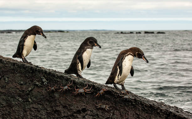 The Galápagos penguin (Spheniscus mendiculus) is a penguin endemic to the Galápagos Islands, Ecuador. It is the only penguin found north of the equator. Most inhabit Fernandina Island and the west coast of Isabela Island. Ecuador; Galapagos Islands; Galapagos Islands National Park. Punta Mureno, Isabela Island. Albemarle Island. el pingüino de galápagos (spheniscus mendiculus) es un pingüino endémico de las islas galápagos, ecuador. es el único pingüino que se encuentra al norte del ecuador. la mayoría habitan la isla fernandina y la costa oeste de la isla isabela. ecuador