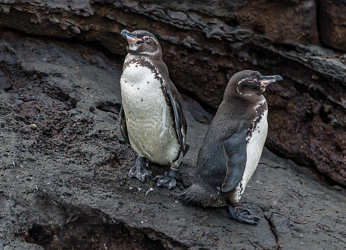 The Galápagos penguin (Spheniscus mendiculus) is a penguin endemic to the Galápagos Islands, Ecuador. It is the only penguin found north of the equator. Most inhabit Fernandina Island and the west coast of Isabela Island. Ecuador; Galapagos Islands;  Galapagos Islands National Park. Punta Mureno, Isabela Island. Albemarle Island.