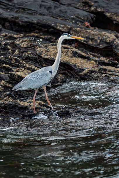 The great blue heron (Ardea herodias) is a large wading bird in the heron family Ardeidae, common near the shores of open water and in wetlands over most of North and Central America, as well as far northwestern South America, the Caribbean and the Galápagos Islands. Ecuador. Isabela Island; Urbina Bay; Galapagos Islands National Park la garza azul (ardea herodias) es una especie de ave zancuda de la familia ardeidae, común cerca de las costas de aguas abiertas y en humedales en la mayor parte de américa del norte y central, así como en el extremo noroeste de américa del sur, el car