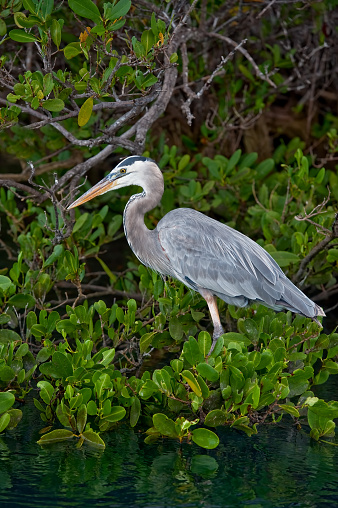 The great blue heron (Ardea herodias) is a large wading bird in the heron family Ardeidae, common near the shores of open water and in wetlands over most of North and Central America, as well as far northwestern South America, the Caribbean and the Galápagos Islands.  Ecuador. Isabela Island; Urbina Bay; Galapagos Islands National Park