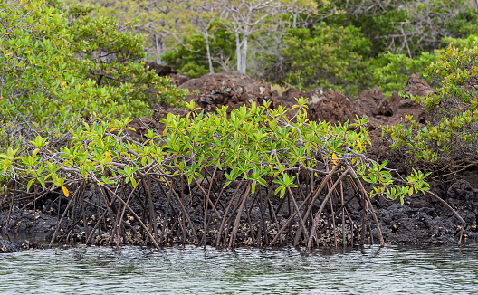 Red Mangrove, Rhizophora mangle, Elizabeth Bay; Isabela Island; Albermarle Island;  Galapagos Islands; Galapagos; Ecuador.  \tRhizophoraceae. prop roots.