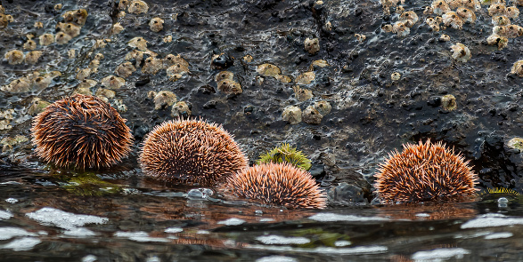 Tripneustes depressus, the white sea urchin or sea egg, is a species of sea urchin in the family Toxopneustidae. It is found on the seabed in the tropical eastern Pacific Ocean including Mexico, Panama, Ecuador and the Galápagos Islands. Galapagos Islands, Ecuador. Galapagos Islands National Park