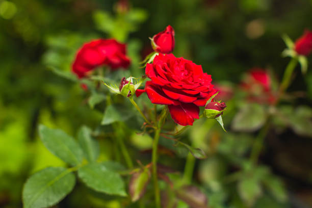 빨간 장미 꽃 - bed of roses rose bush variation 뉴스 사진 이미지