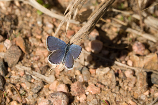 Warming himself in the morning sun, a tailed blue butterfly perches in Roxborough State Park in Littleton Colorado.