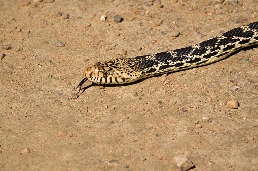 Testing the air with his tongue, a healthy bull snake or gopher snake slides across the dirt road while hunting in Waterton Canyon, Littleton Colorado.