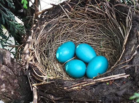 Four blue robin eggs in a straw nest, nestled in a tree branch. The horizontal image is sunlit, for a bright, daylight view of a sign of spring and the fragile beauty in nature.