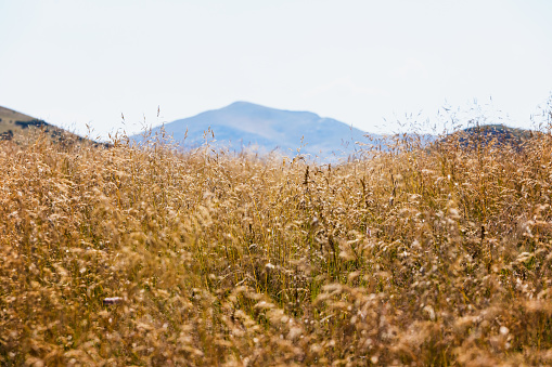 Summer scene in high mountains, golden colored grass with high peaks in background