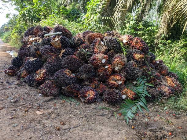 istock Palm fruit after harvest is ready to be transported 1494396290