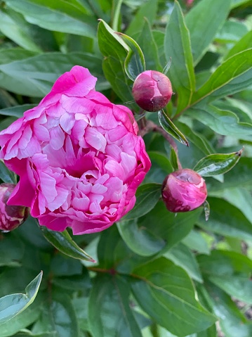 Bright pink peony outside