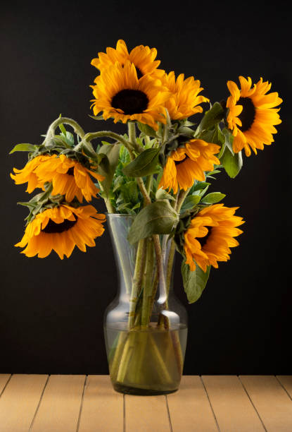 ornamento floral colorido de girassóis amarelos em um fundo preto - dewy sunflower - fotografias e filmes do acervo