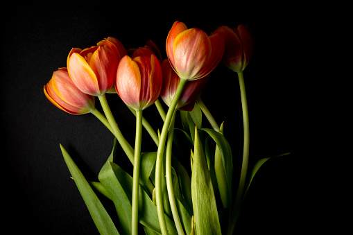 colorful floral ornament of orange tulips on black background