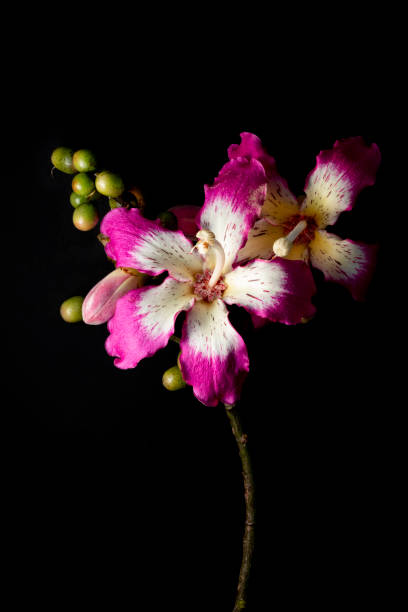 istock adorno floral 1494397184