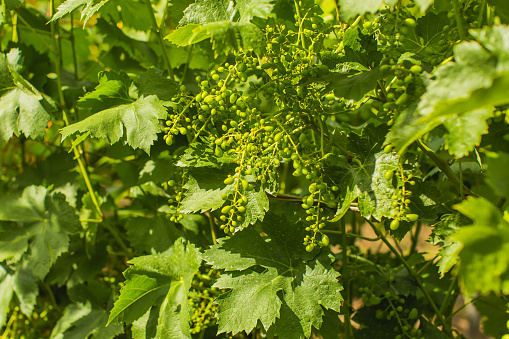 Vineyard. Low angle view vine leaves and sky background