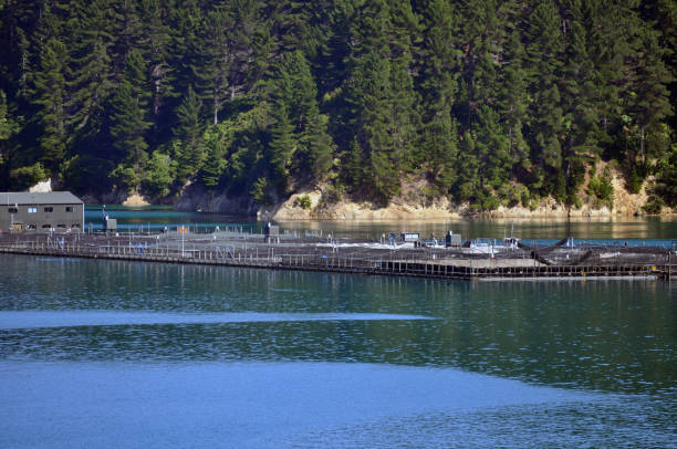 istock Mussel farm at Picton 1494400107