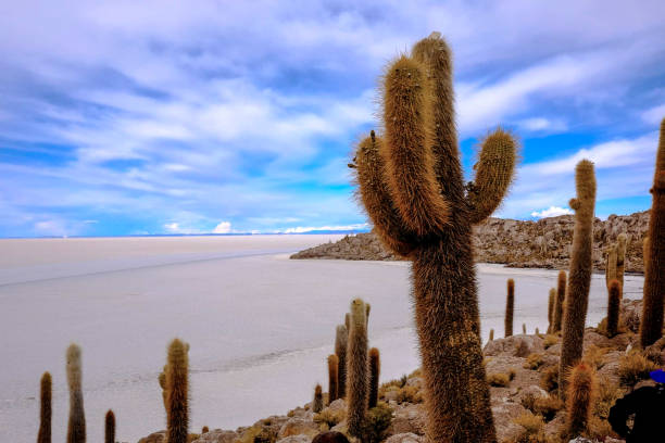Cacti on Incahuasi Island, Salar de Uyuni, Bolívia