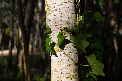 Calm environment, with a tree trunk and a climbing plant and leaves around it