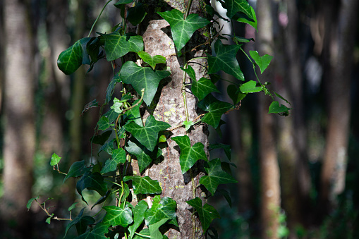 Calm environment, with a tree trunk and a climbing plant and leaves around it