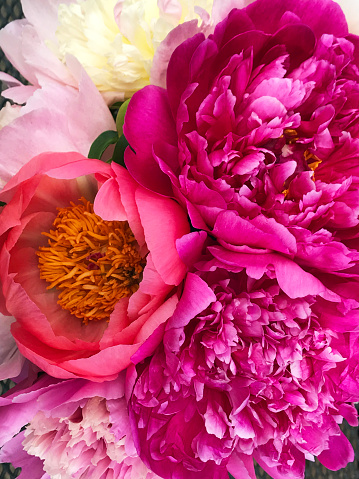 A tight cluster of peony flowers, displaying the plant's luscious, soft, fragrant petals in a floral bouquet. The detail close-up of a bunch of blooms includes colors of salmon, pink, white, magenta, and yellow, in a variety of shades and petal forms. The perennial peony blooms in spring and early summer and is a favorite in flower gardens.