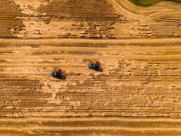istock Harvesting wheat in a field at sunset. Aerial view directly above 1494401771