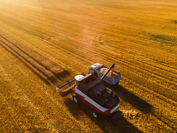 istock Harvesting wheat in a field at sunset. Aerial view 1494401817