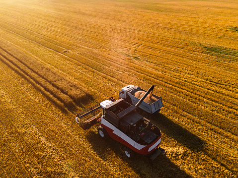 Harvesting wheat in a field at sunset. Aerial view