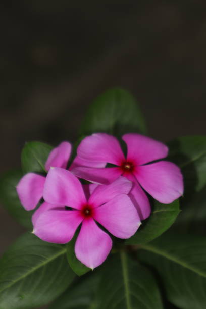 istock Vertical Ornamental Vinca Madagascar Periwinkle Violet Pink Petal Copy Space 1494402369