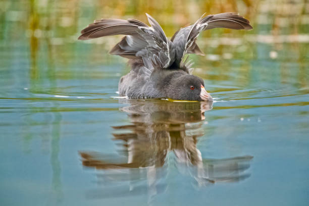 Coot duck on the Vermillion Lakes in Banff National Park