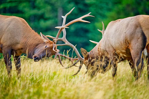 A large bull elk bugling during the rut season