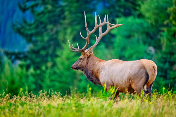 Bull elk resting in the tall meadow grass in the fall.