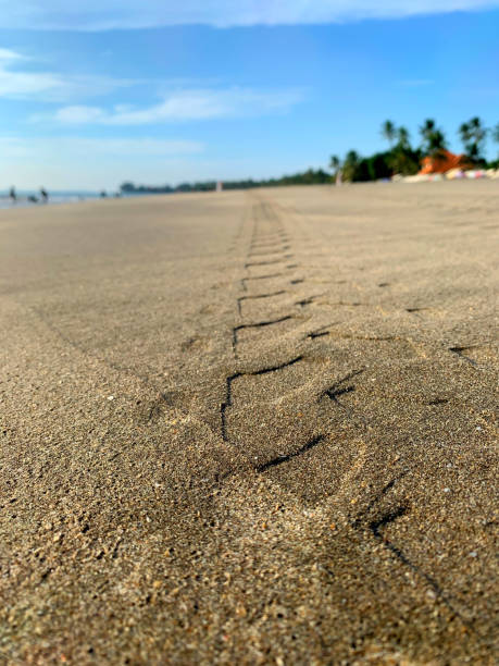 istock tire tracks on the beach sand 1494406171