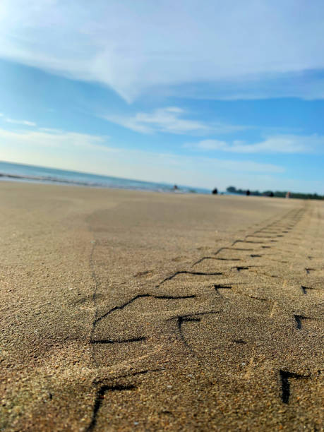 istock tire tracks on the beach sand 1494406177