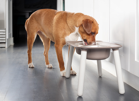 Cute puppy dog standing behind elevated dog bowl with head in dish. Used for better posture. Female Harrier mix breed, medium size. Selective focus.