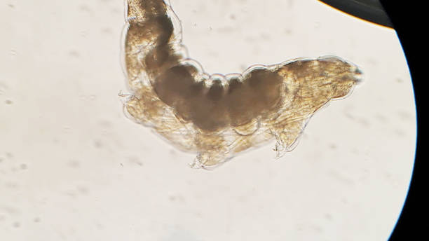 Tardigrade Micro photo of Tardigrade water bear stock pictures, royalty-free photos & images