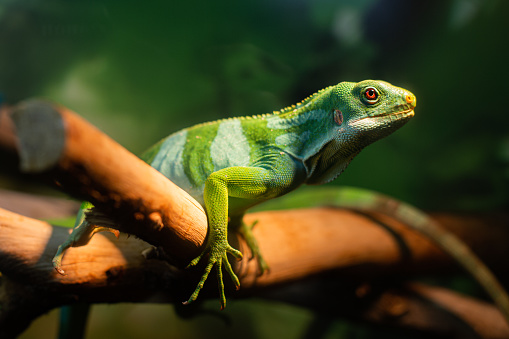 Adult Lau banded iguana on a branch in half-face