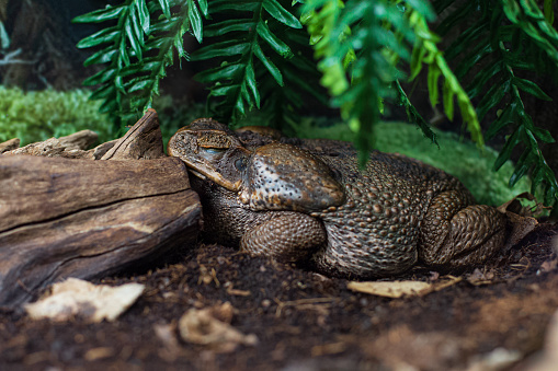Napping Toad Huge Cane Toad Female Sleeping Puts Its Head On A Snag Stock Photo ...