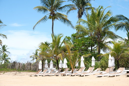 Sun loungers on the beach with palm trees in the background